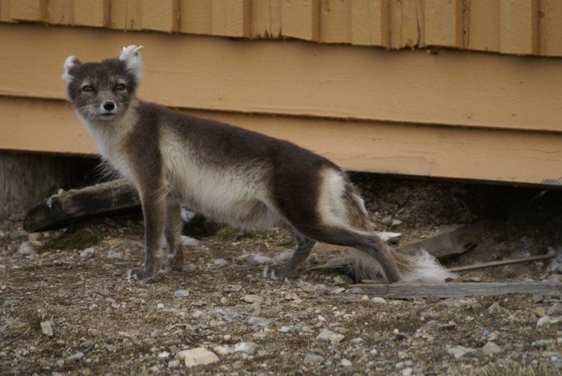 2 777 poolvos (Vulpes lagopus, Polar fox).jpg