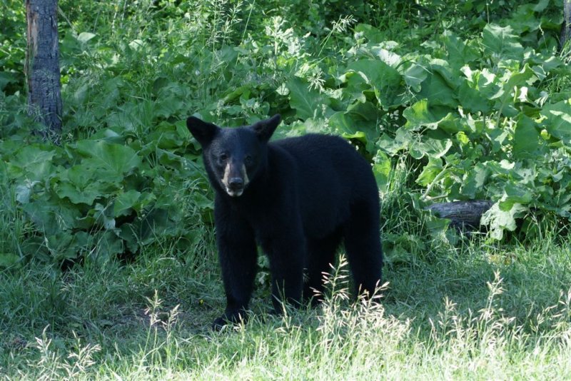 DSC09871 Amerikaanse zwarte beer (Ursus americanus, American Black Bear).JPG