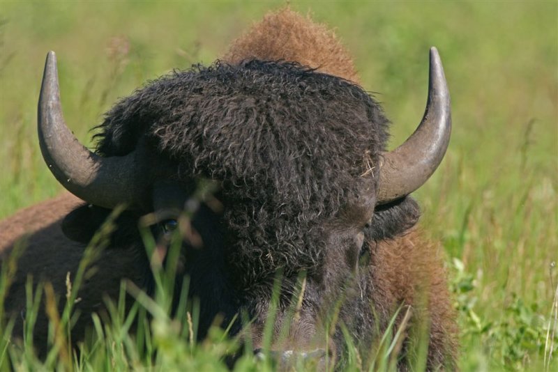 DSC00448F Amerikaanse bizon (Bison bison, American bison).jpg