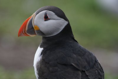 DSC00075 papegaaiduiker (Puffin Fratercula arctica)