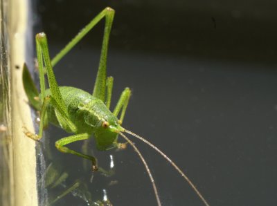 DSC04167F struiksprinkhaan (Letophyes punctatissima, Speckled Bush-cricket) vr..jpg