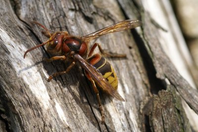DSC05541 hoornaar (Vespa crabro, European hornet).jpg