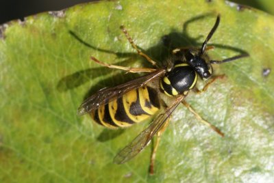 DSC05659 gewone wesp (Vespula vulgaris).jpg