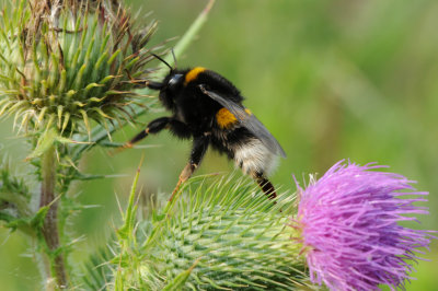 DSC_0188 F aardhommel (Bombus terrestris).jpg
