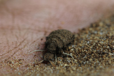 DSC_3390 F mierenleeuw (Myrmeleonidae).jpg