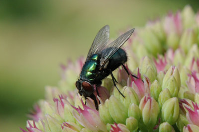 DSC_3523F groene vleesvlieg  (Phaenicia sericata, Common Green Bottle Fly).jpg