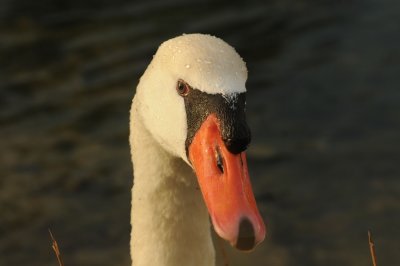 300_4656 knobbelzwaan (Cygnus olor, Mute Swan).jpg