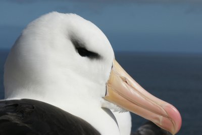 DSC05838F wenkbrauwalbatros (Thalassarche melanophrys, Black-browed Albatross).jpg
