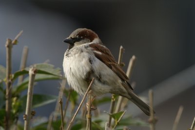 DSC08198 mus (Passer domesticus, House Sparrow, female).jpg