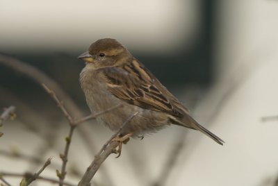 DSC08231 mus (Passer domesticus, House Sparrow).jpg