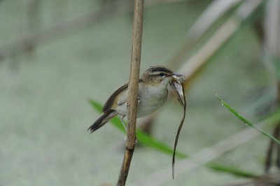 DSC_0566 rietzanger (Acrocephalus schoenobaenus, Sedge Warbler).jpg