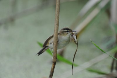 DSC_0566 rietzanger (Acrocephalus schoenobaenus, Sedge Warbler).jpg