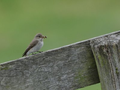 DSC_4470 G grauwe vliegenvanger (Muscicapa striata, Spotted Flycatcher).jpg