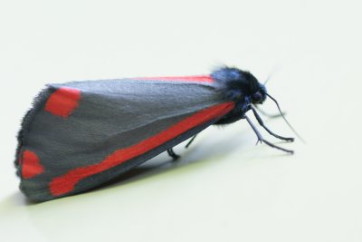 DSC09647 Sint-Jacobsvlinder (Tyria jacobaea, Cinnabar moth)