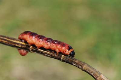 700_6120F rups wilgenhoutvlinder (Cossus cossus )