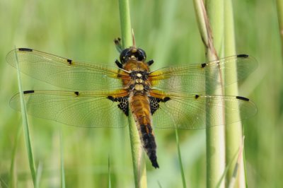 300_0697 viervlek (Libellula quadrimaculata, Four Spotted Chaser).jpg