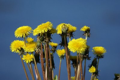 DSC03941  paardenbloem (Taraxacum officinale).JPG