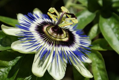 DSC04306 passiebloem (Passiflora).JPG