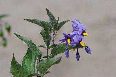 DSC_9193 bitterzoet (Solanum dulcamara).JPG