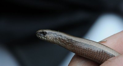 DSC_3182F hazelworm ( Anguis fragilis, Slow worm).jpg