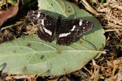 DSC_3820F landkaartje (Araschnia levana, Map).jpg