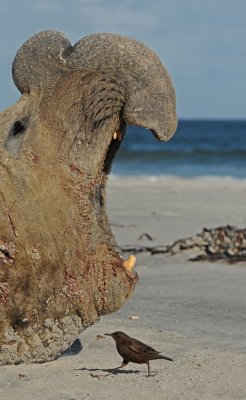 DSC_2421 H zuidelijke zee-olifant  (Mirounga leonina, southern elephant seal).jpg