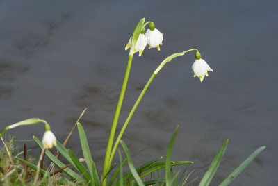 DSC07363F lenteklokje (Leucojum vernum).jpg