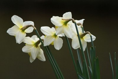 DSC07494F wilde narcis (Narcissus pseudonarcissus).jpg