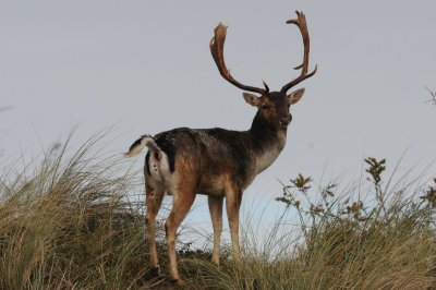 DSC_5963 damhert (Dama dama, Fallow Deer).JPG