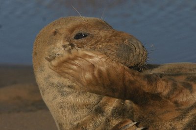 DSC07276 grijze zeehond (Halichoerus grypus, Grey Seal).JPG