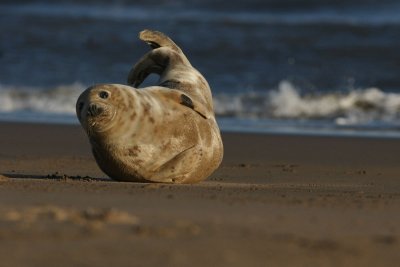 DSC08829 grijze zeehond (Halichoerus grypus, Grey Seal).JPG