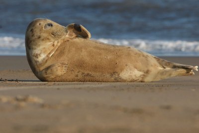 DSC08920 grijze zeehond (Halichoerus grypus, Grey Seal).JPG