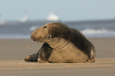 DSC09036 grijze zeehond (Halichoerus grypus, Grey Seal).JPG