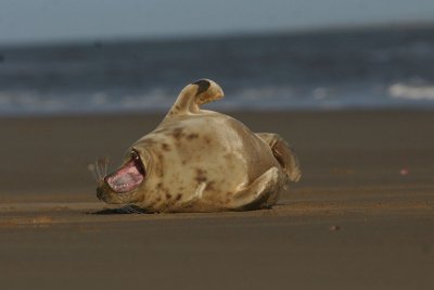 DSC09056 grijze zeehond (Halichoerus grypus, Grey Seal).JPG