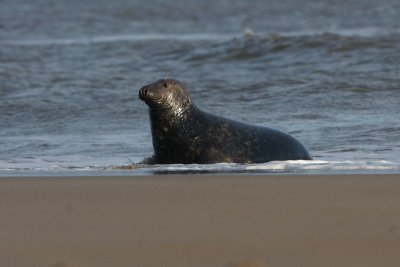DSC09070 grijze zeehond (Halichoerus grypus, Grey Seal).JPG