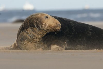DSC09234 grijze zeehond (Halichoerus grypus, Grey Seal).JPG