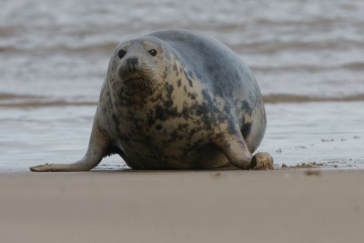 DSC09289 grijze zeehond (Halichoerus grypus, Grey Seal).JPG