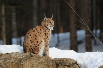 DSC_1079 lynx (Lynx lynx, Eurasian Lynx).JPG