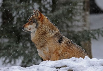 DSC_3024 F wolf (Canis lupus).jpg