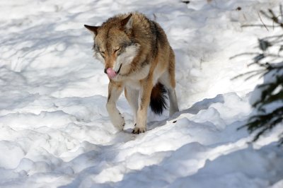 DSC_3629 F wolf (Canis lupus).jpg