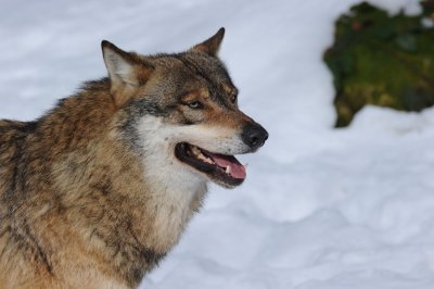 DSC_3850 wolf (Canis lupus).JPG