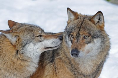 DSC_3860 F wolf (Canis lupus).jpg