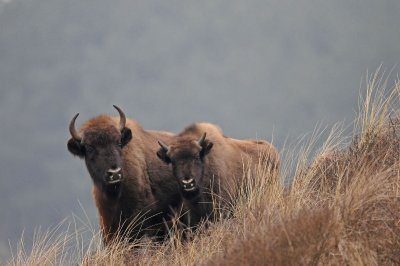 300_5805F wisent (Bison bonasus, European bison).jpg