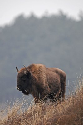 300_5825F wisent (Bison bonasus, European bison).jpg