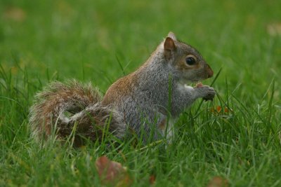 DSC06510 grijze eekhoorn (Sciurus carolinensis).JPG