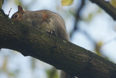 DSC06549F grijze eekhoorn (Sciurus carolinensis).jpg