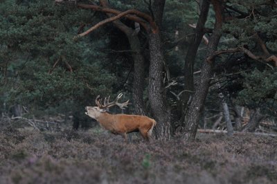DSC_1207 edelhert (Cervus elaphus, Red deer).JPG
