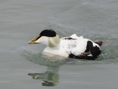 700_7607F eidereend  (Somateria mollissima, Eider).jpg