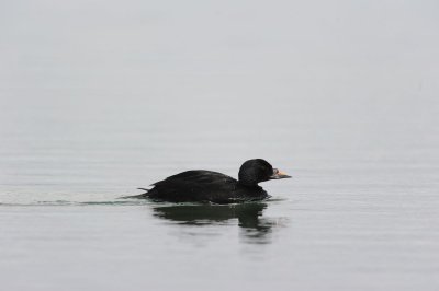 700_9749 zwarte zee-eend(Melanitta nigra, Black scoter).JPG