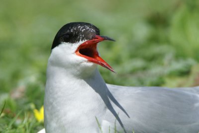 Visdiefje (Sterna hirundo, Common Tern)